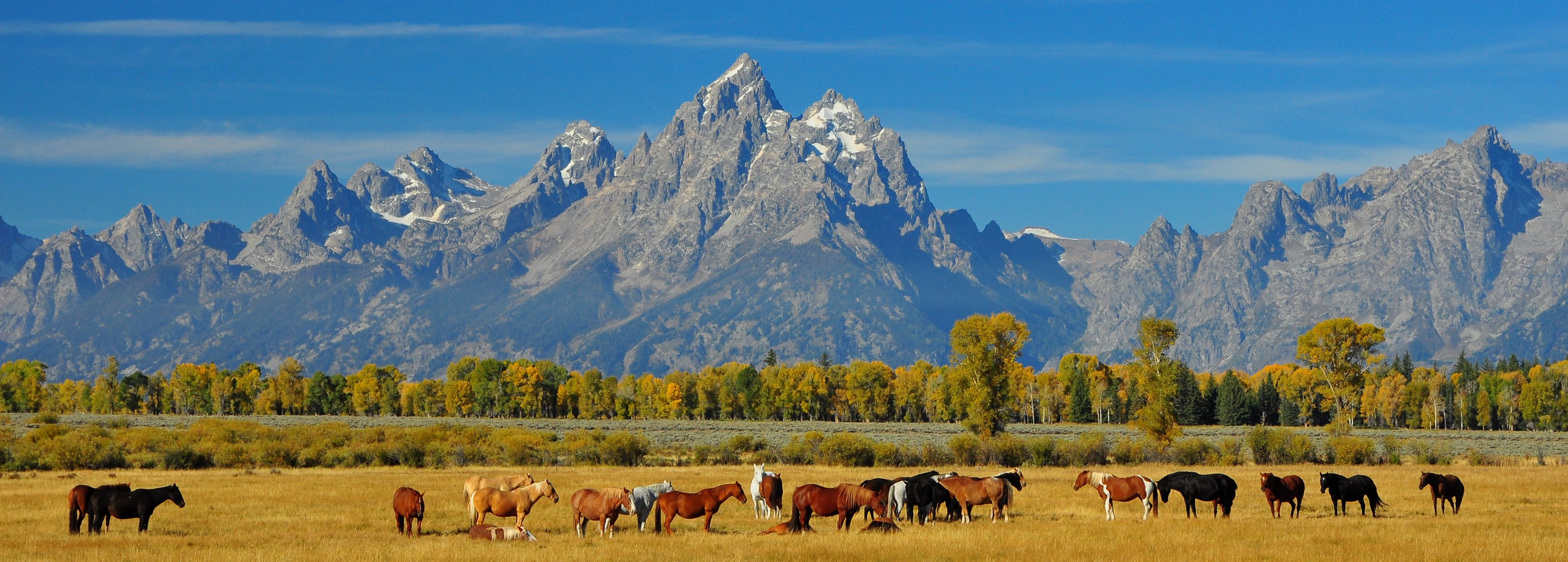 ky mountain autumn horse herd landscape