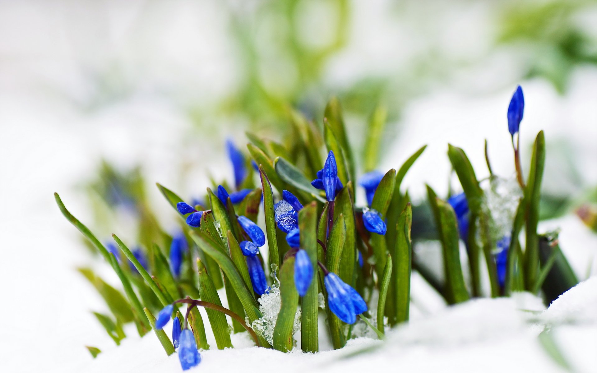 flores nieve primavera naturaleza