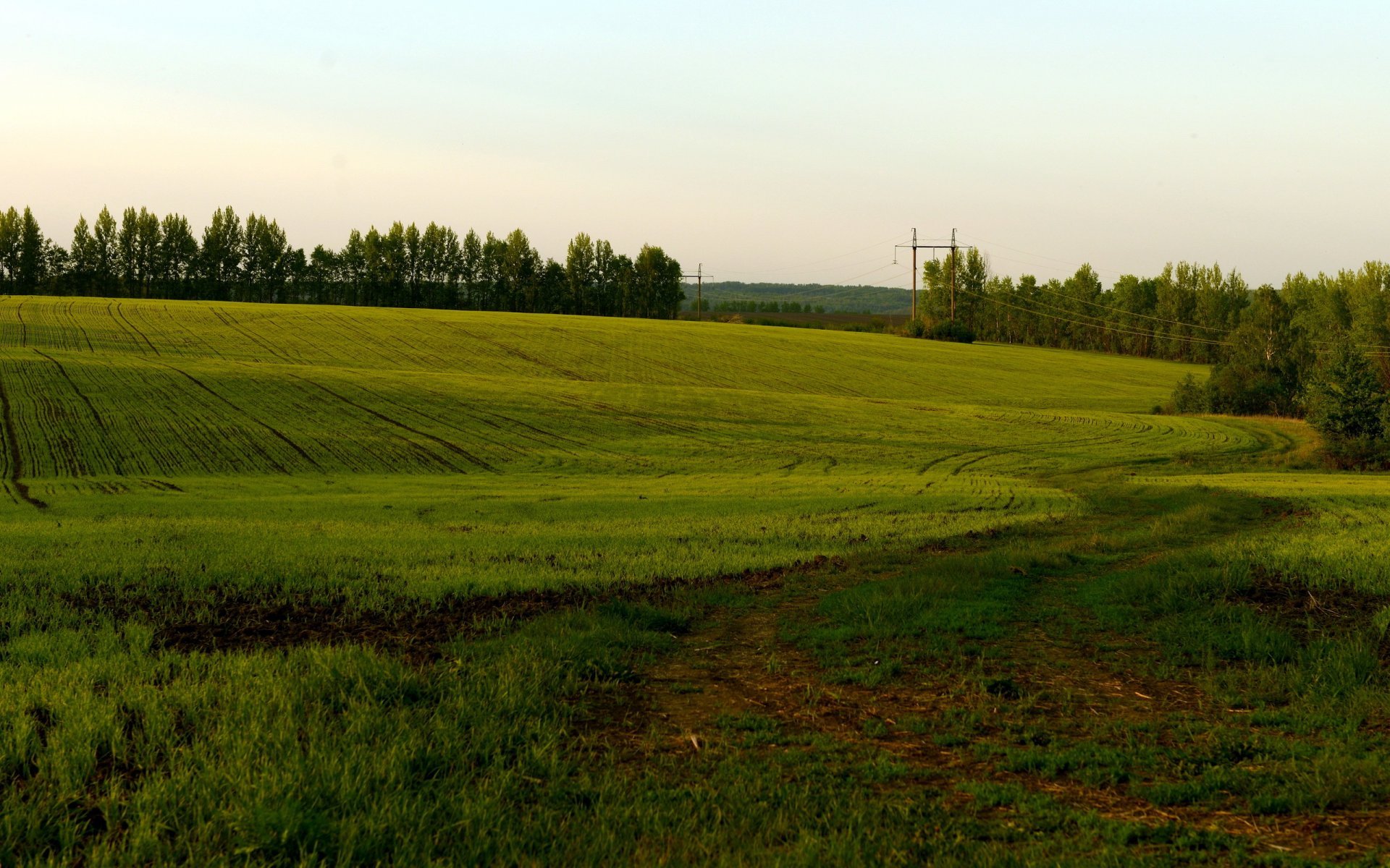 feld sommer natur