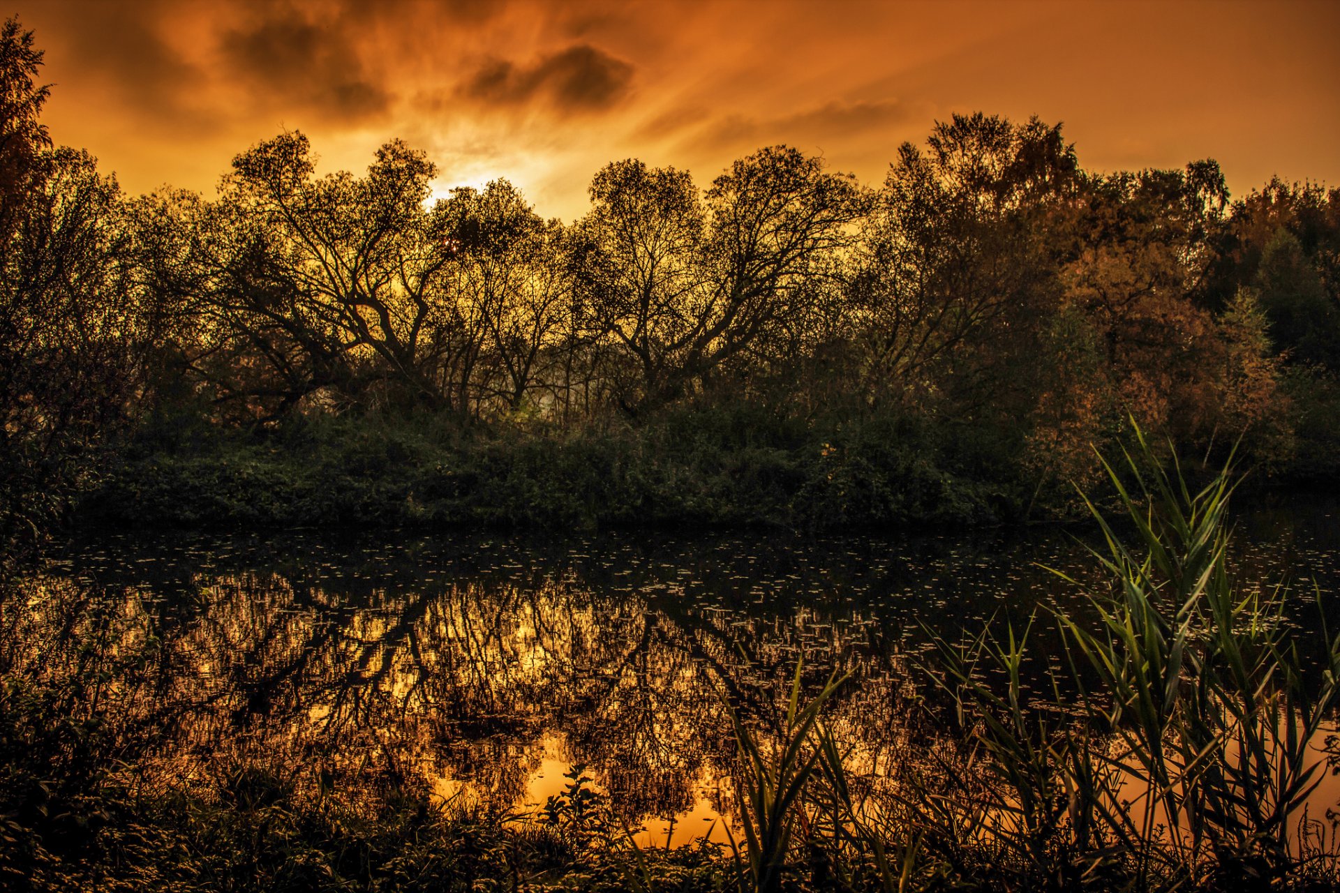 bäume see sumpf sonnenuntergang