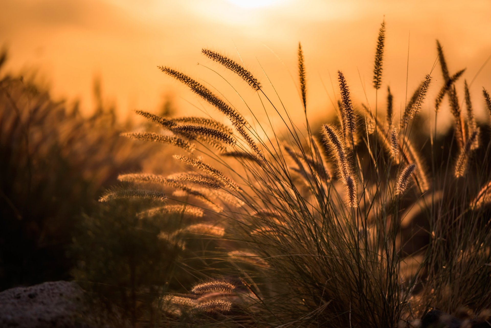 herbe gros plan bokeh