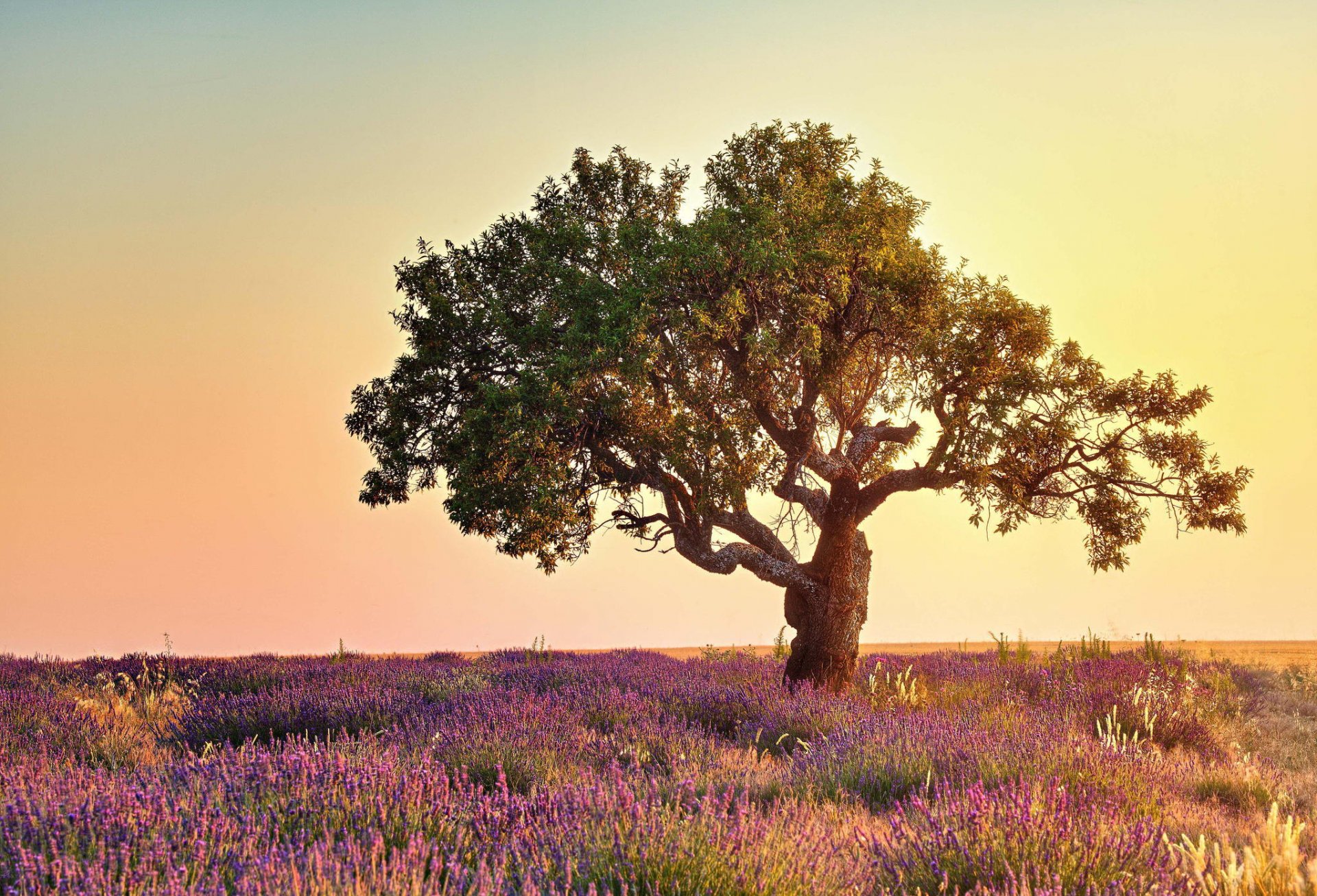 natura albero campo fiori lavanda estate luce