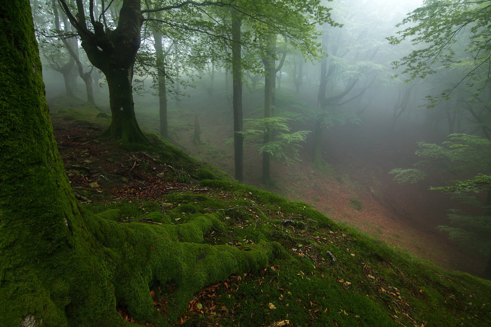 wald bäume hang nebel moos herbst