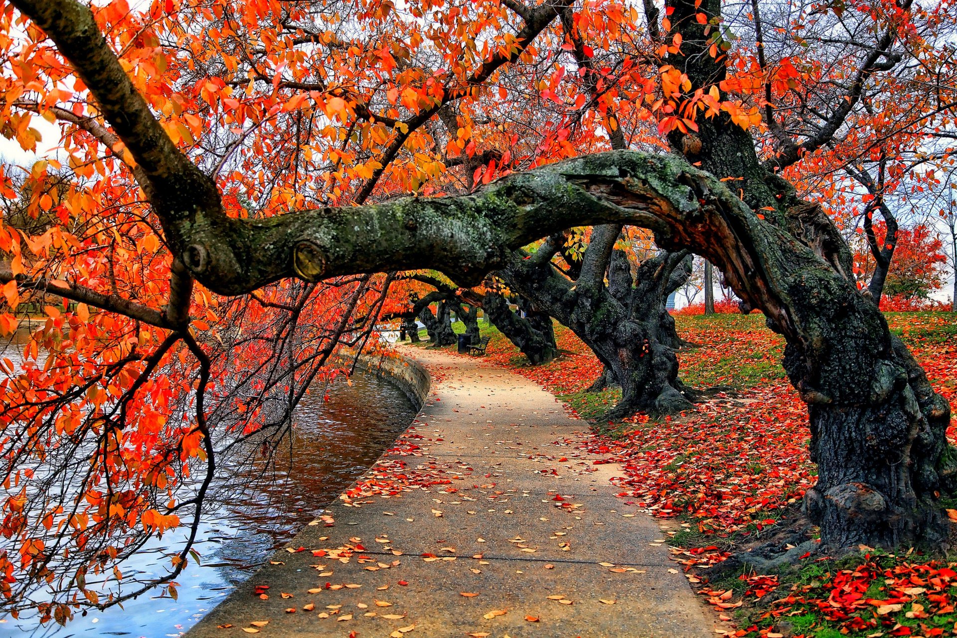 nature river bench water park trees leaves colorful autumn fall colors walk tree forest sky