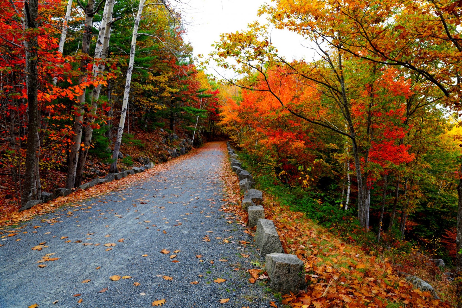 nature trees mountain leaves colorful road autumn fall colors walk