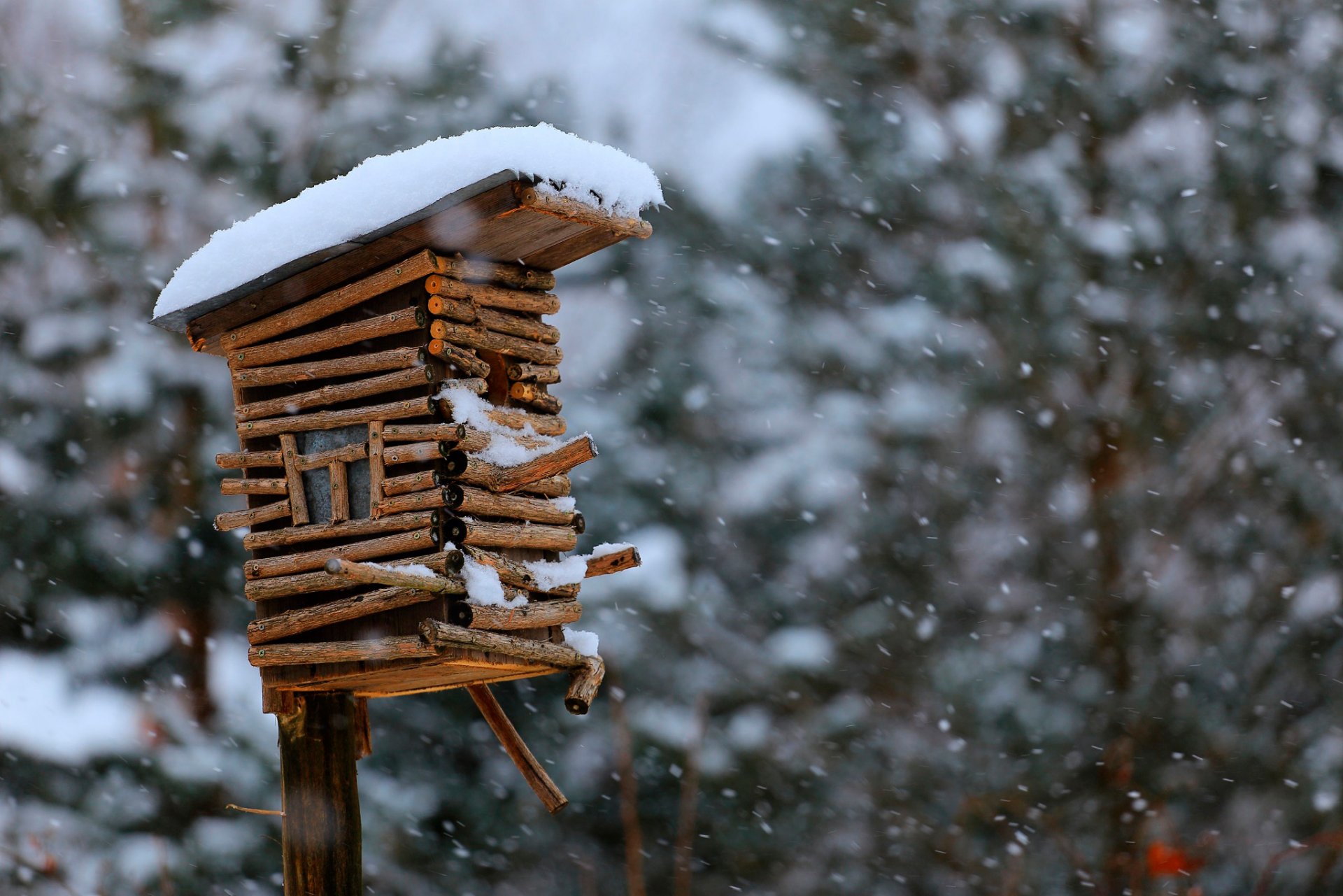 birdhouse snow bokeh