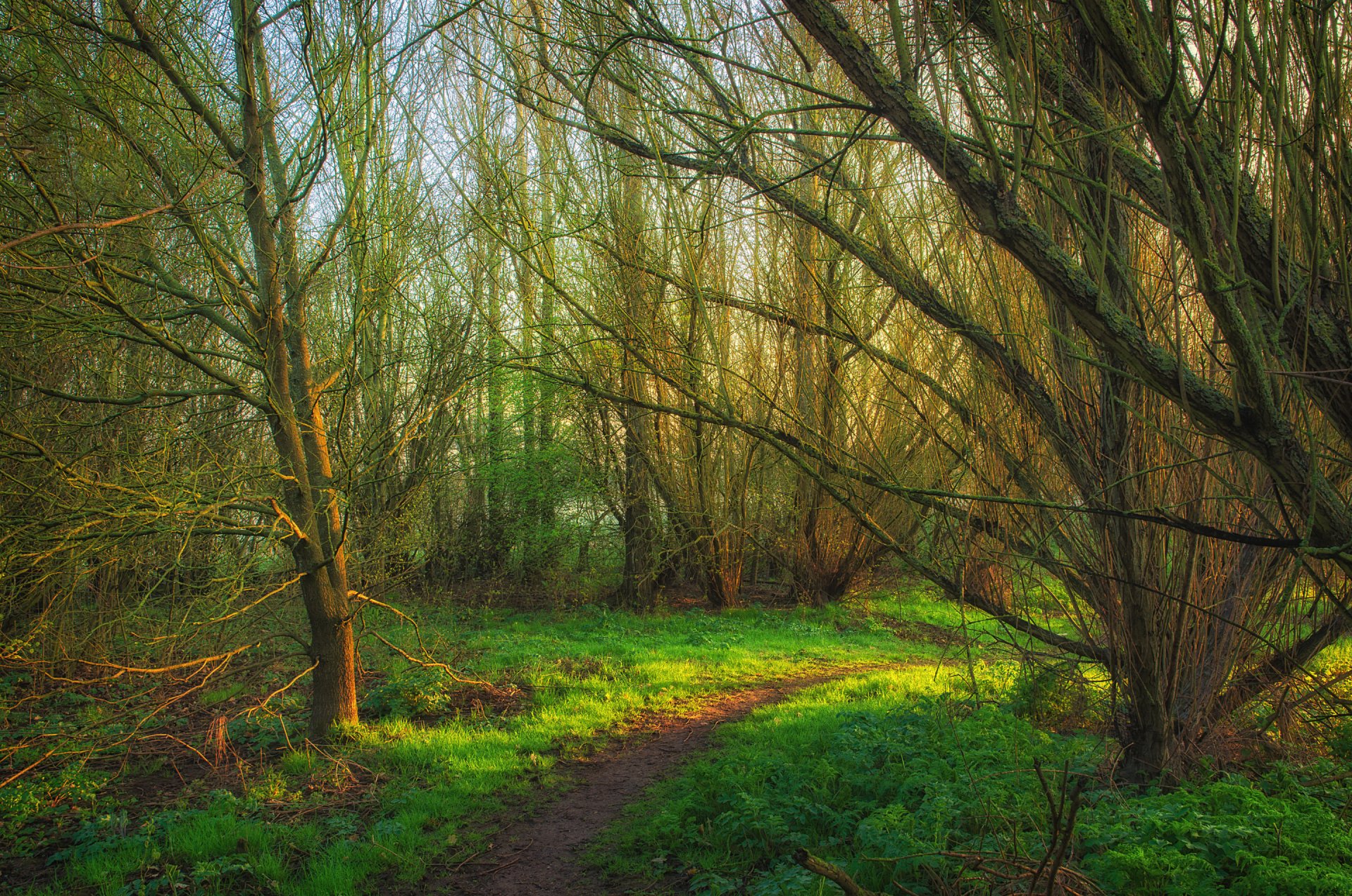 wald bäume fußweg gras frühling