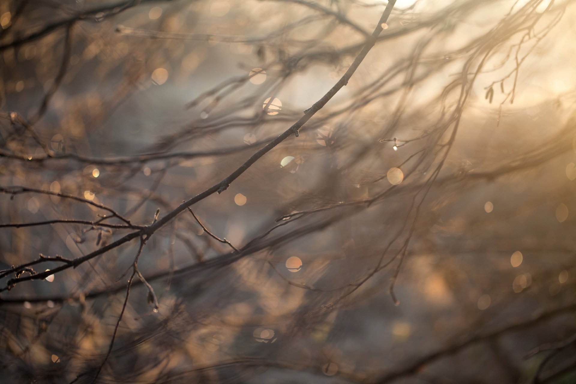 branches drops close up