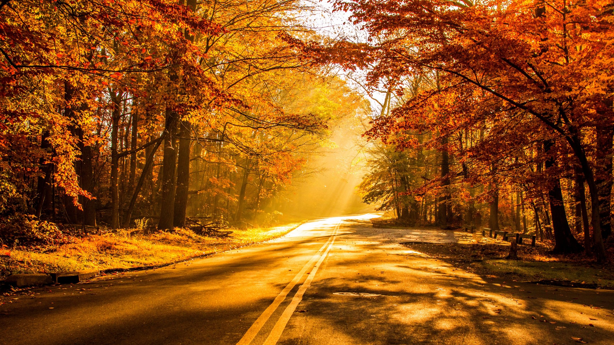 naturaleza bosque parque árboles hojas colorido camino otoño caída colores paseo puesta de sol