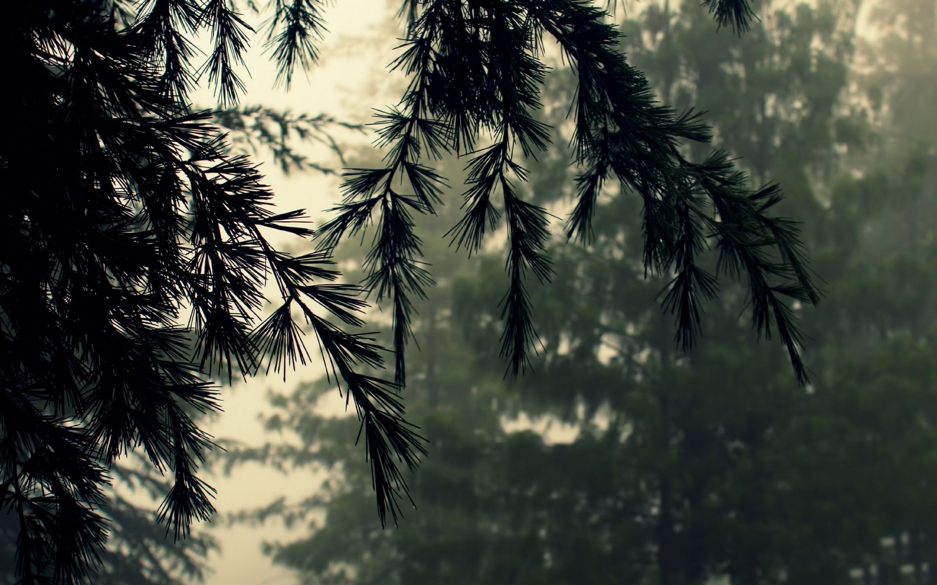 nature close up needles branch fir cedar forest fog bad weather