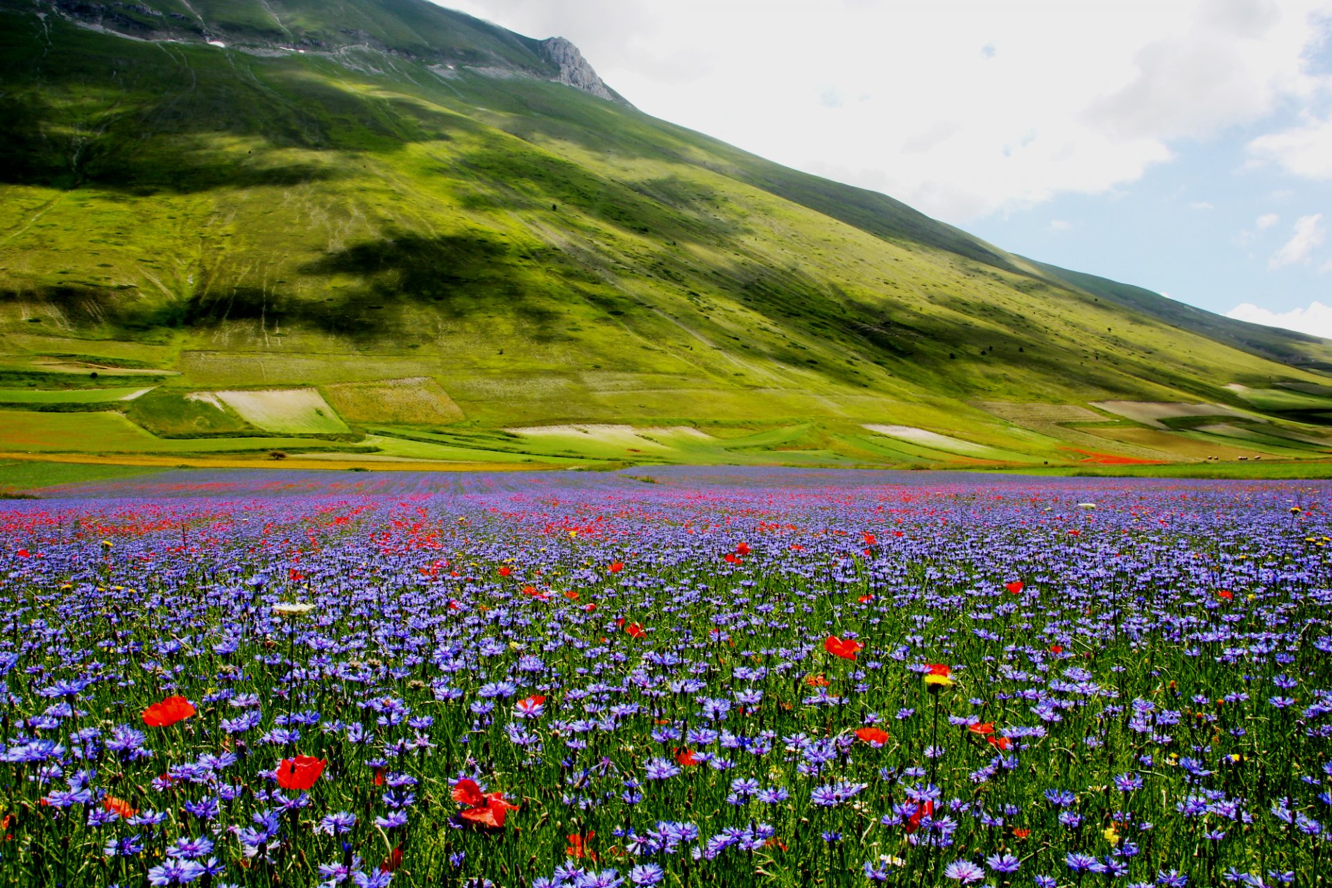 natur hügel wiese blumen mohnblumen kornblumen