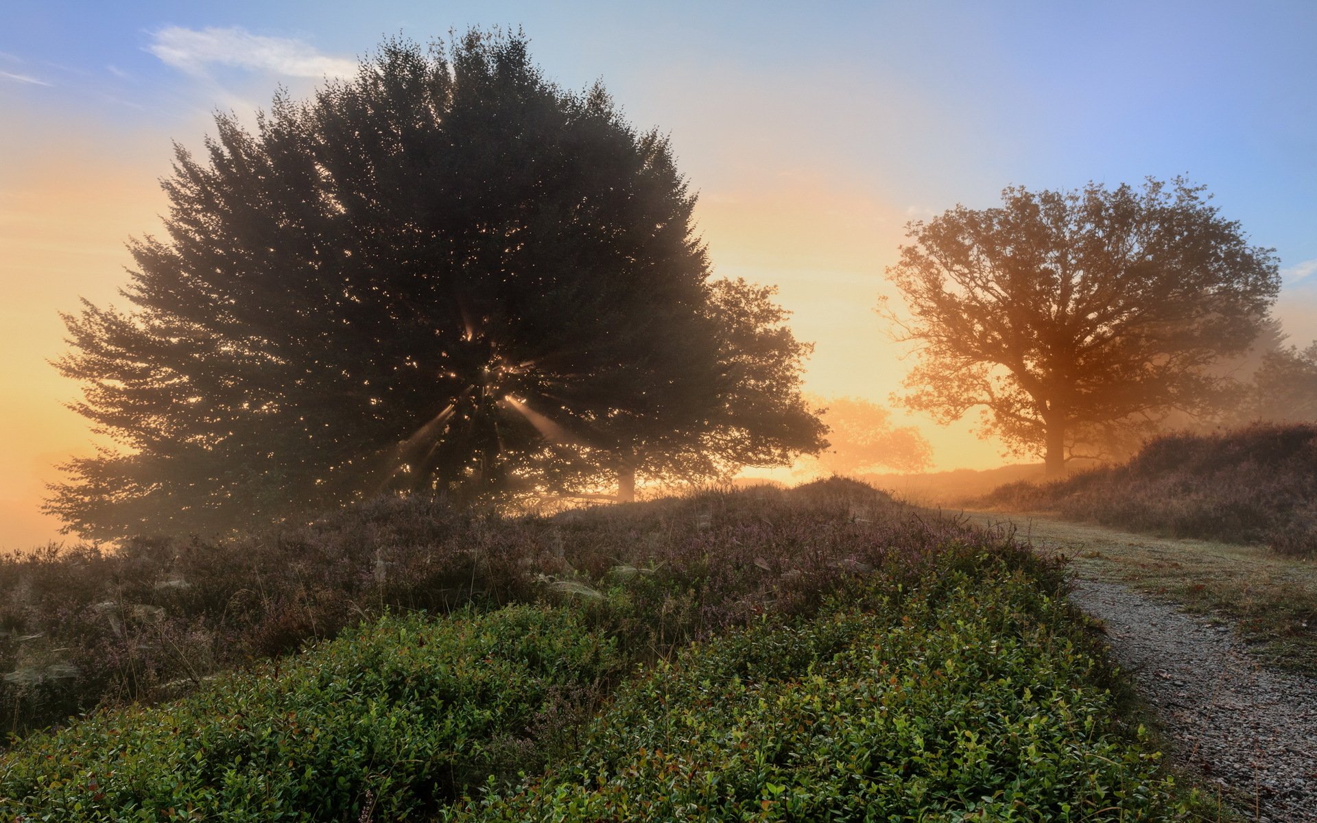 ummer grass road tree morning