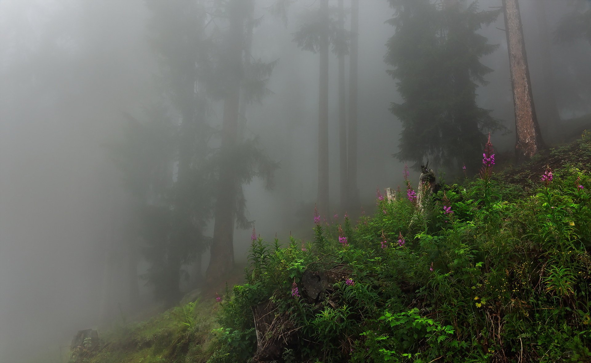 forêt brouillard nature paysage