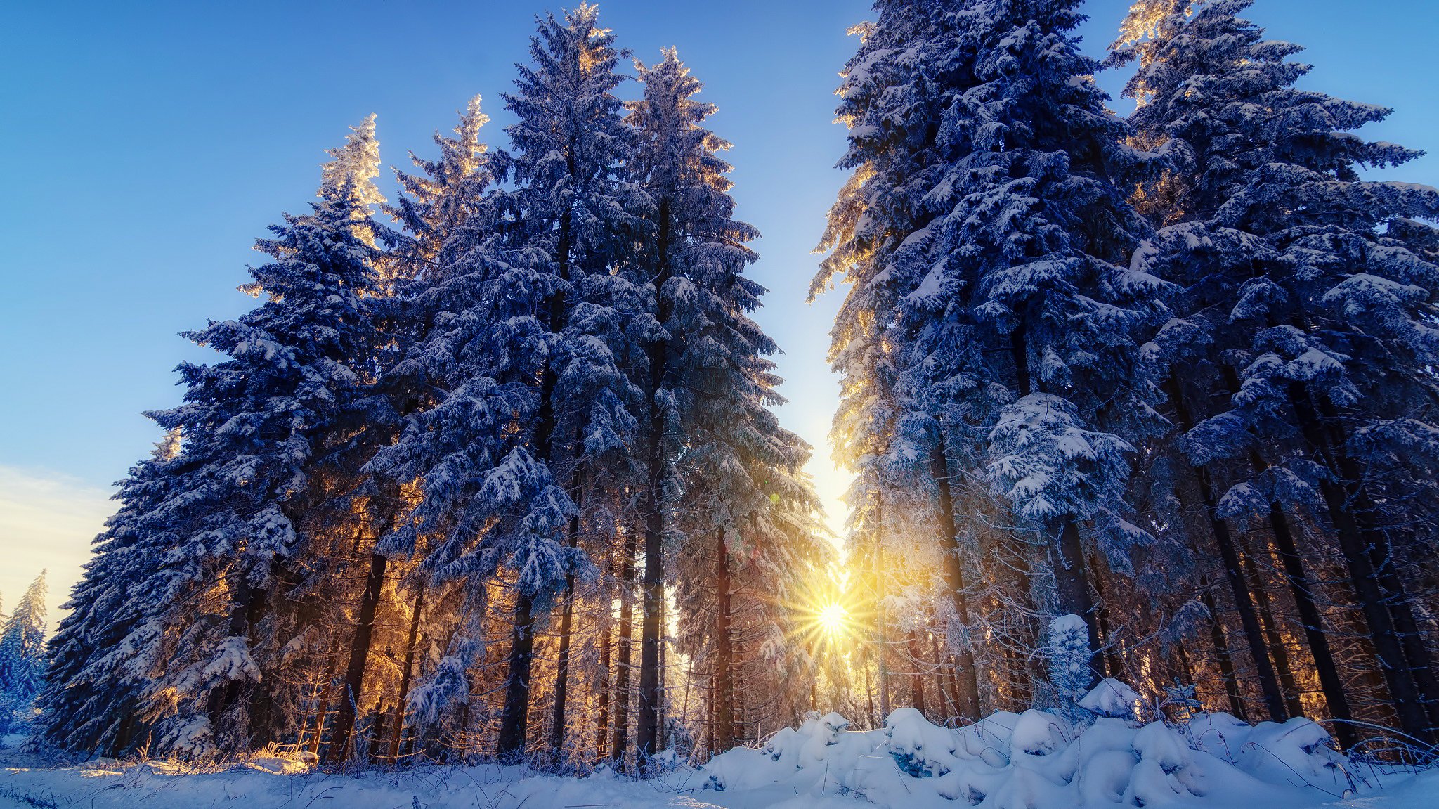 naturaleza invierno nieve bosque árboles luz sol rayos