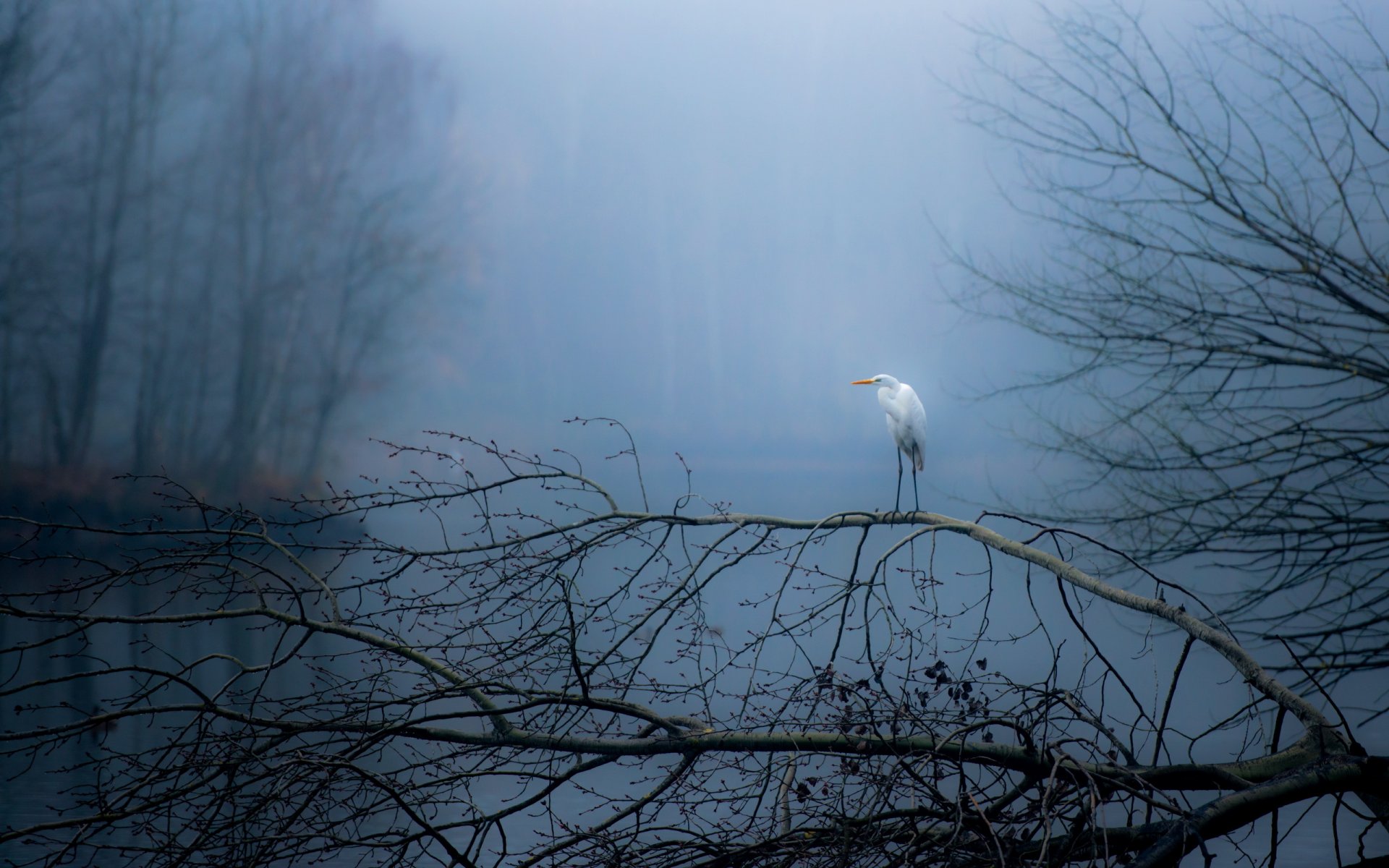 moritzburg bird autumn nature