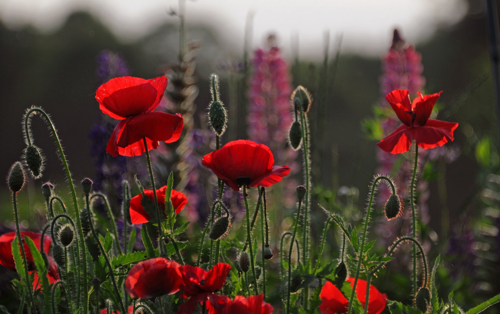 fleurs coquelicots pétales champ pré ciel soirée