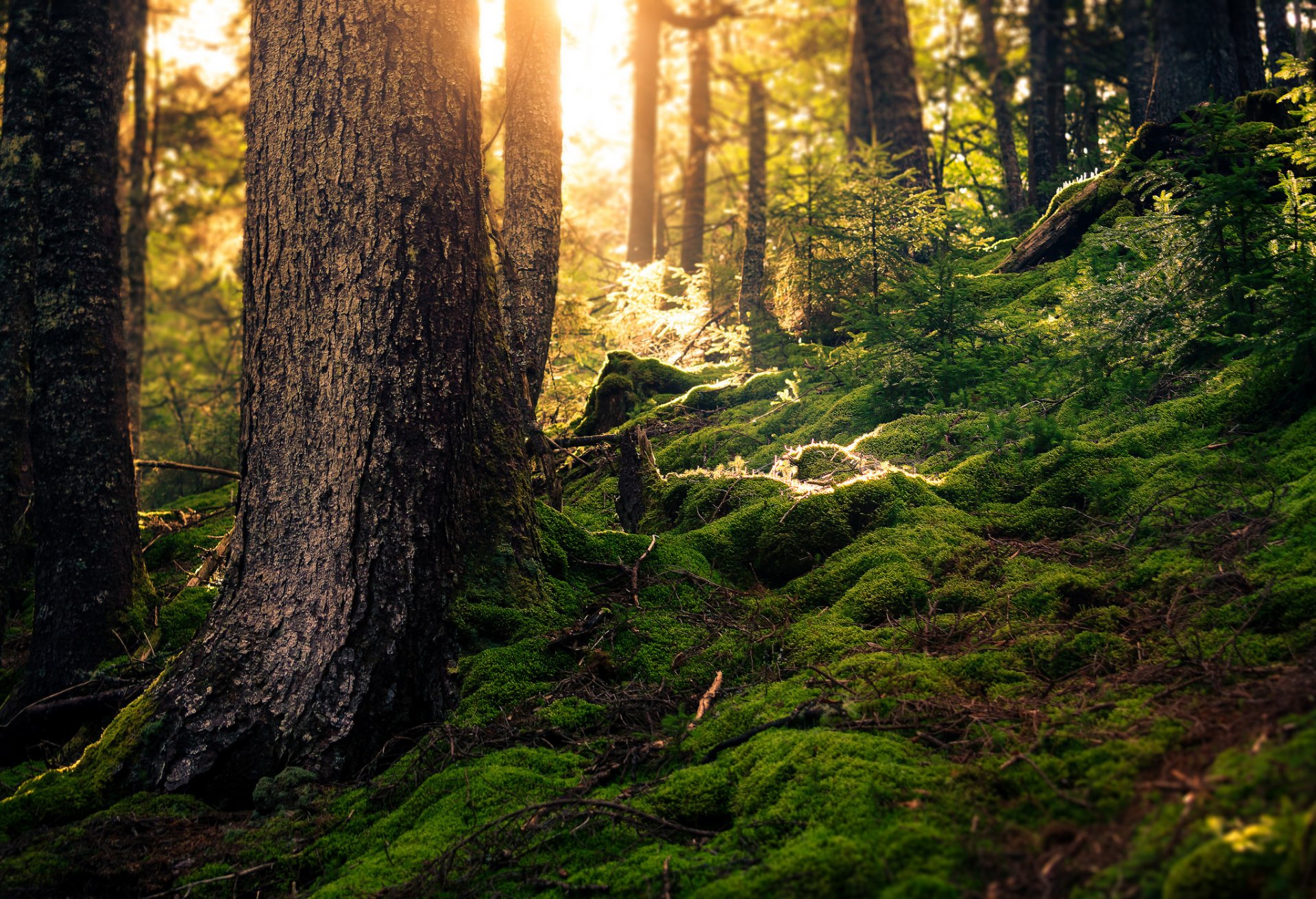 forest summer moss sunlight