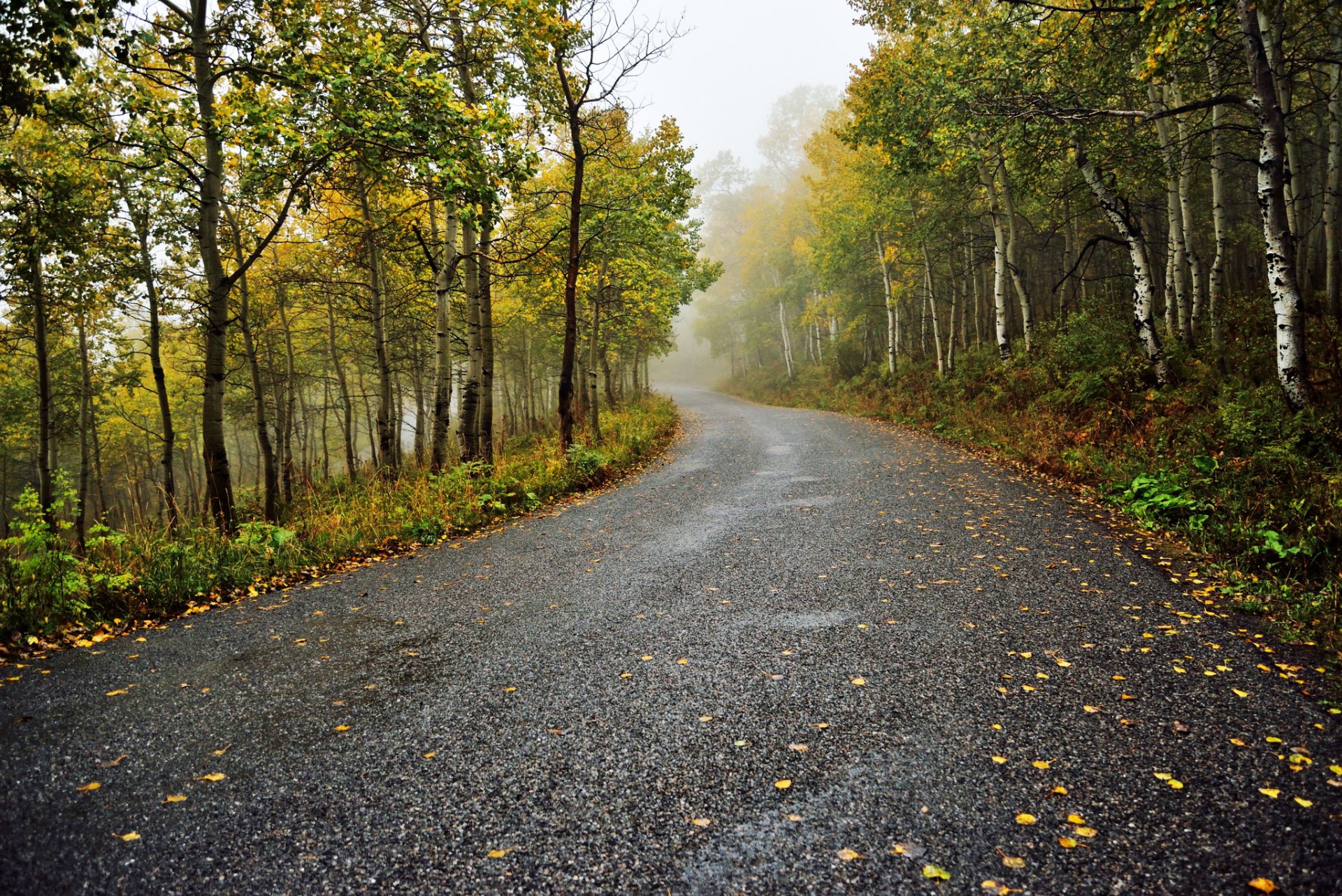 natura foresta parco alberi foglie colorato strada autunno caduta colori passeggiata