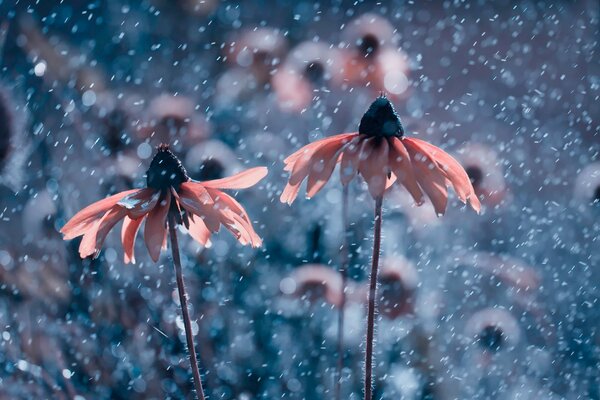 Two pink flowers in the rain or snow