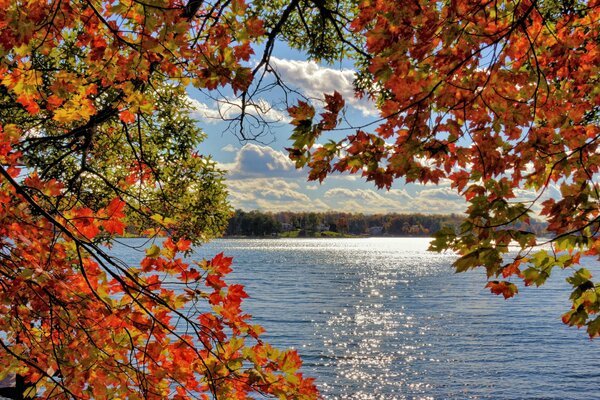 Lago blu con foglie autunnali gialle