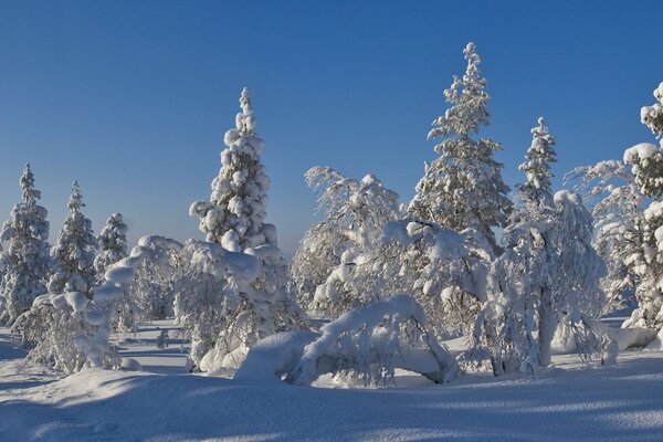 Weihnachtsbäume im Schnee im Winterwald