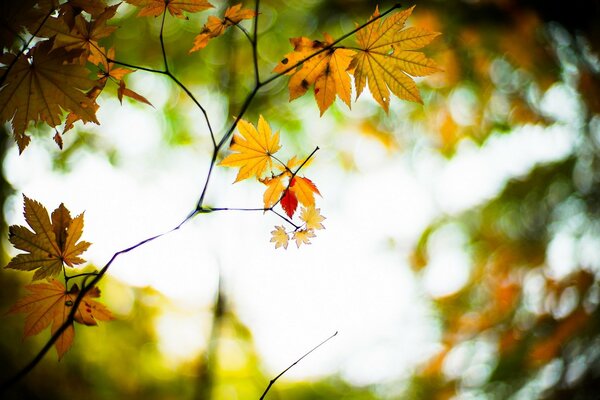 Look automne sur le feuillage