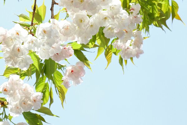 Ветки цветущей сакуры на фоне неба