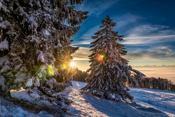 Aßen einen Winterwald mit Schnee