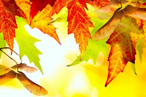 Hojas de otoño anaranjadas sobre fondo amarillo