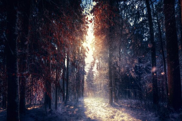 Bosque de invierno. Rayos del sol