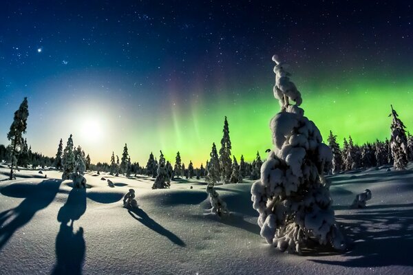 Bosque de invierno y Aurora boreal