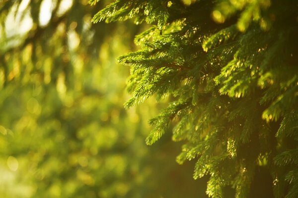 Grüner Wald in der Sonne