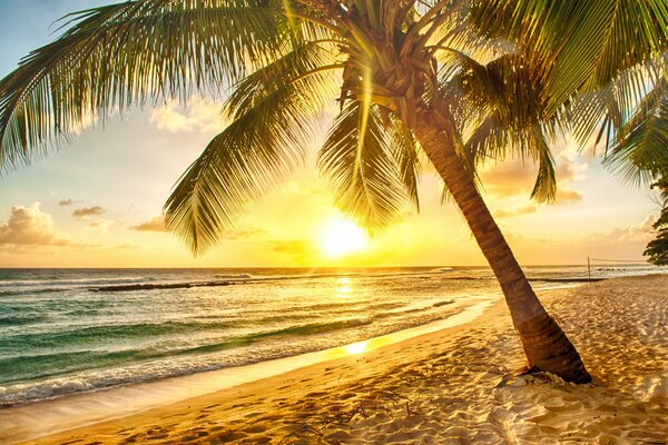 Zachód słońca na plaży, palmy i morze