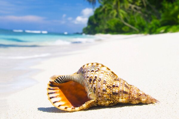 Großes Waschbecken am tropischen Strand