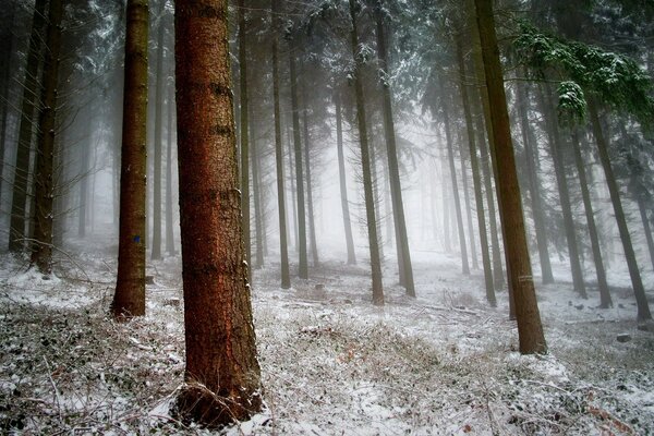 Erba innevata e tronchi d albero snelli