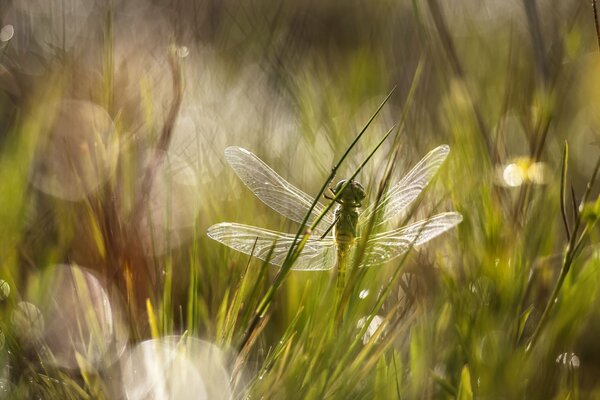 Insekten auf dem Gras in der Sommersonne