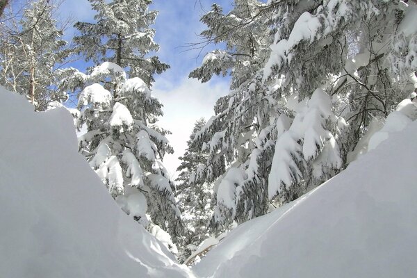 Blue sky, snow lay on the trees, winter forest, snowdrifts, spruce. Christmas tree and winter wallpaper