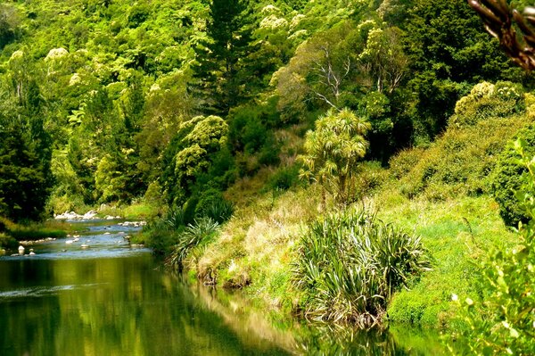 Forêt d été au bord de la rivière