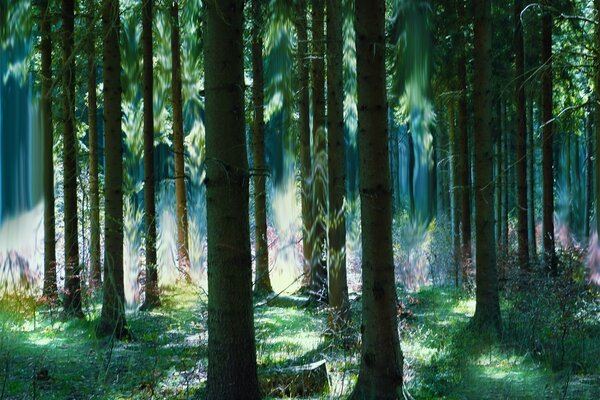 Forêt magique mystérieuse avec des arbres