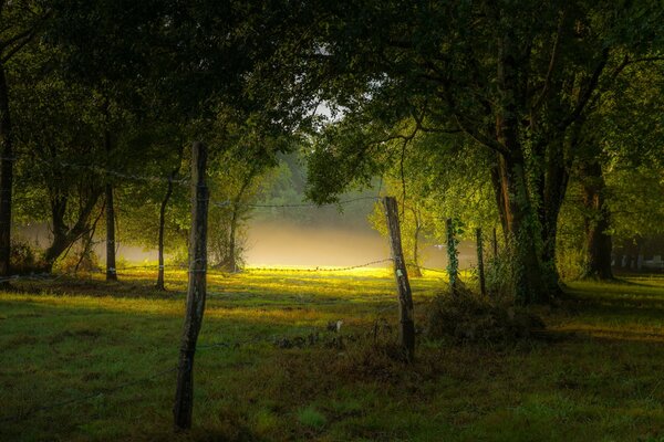 Summer morning fog in the park