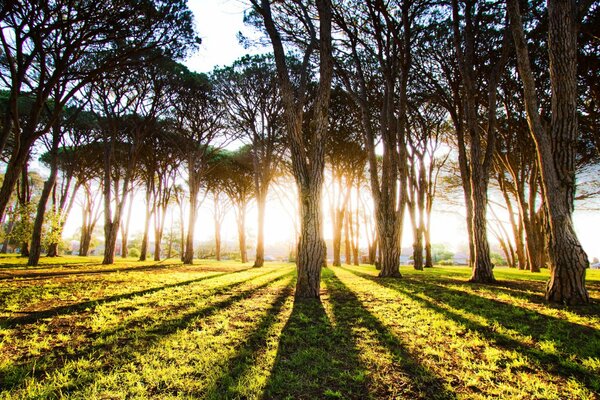 The morning rays of the sun break through the tree trunks