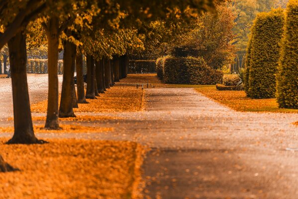 Herbstpark mit purpurroten Blättern auf der Straße