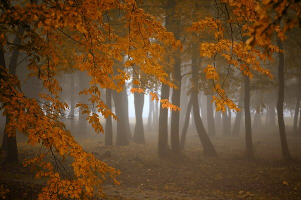 Triste bosque de otoño en la niebla