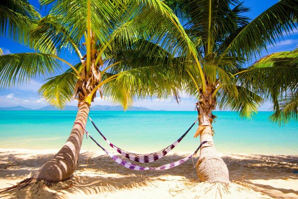 Tropics beach hammock and palm trees