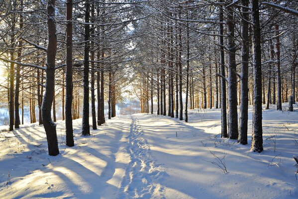 Schnee im Winterwald. Spuren auf dem Weg