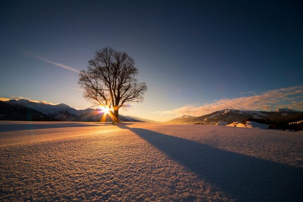 In the distance, a tree grows covered with frost