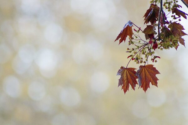 Farewell autumn maple leaves