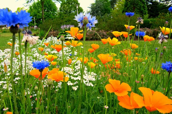 Blue and yellow meadow flowers