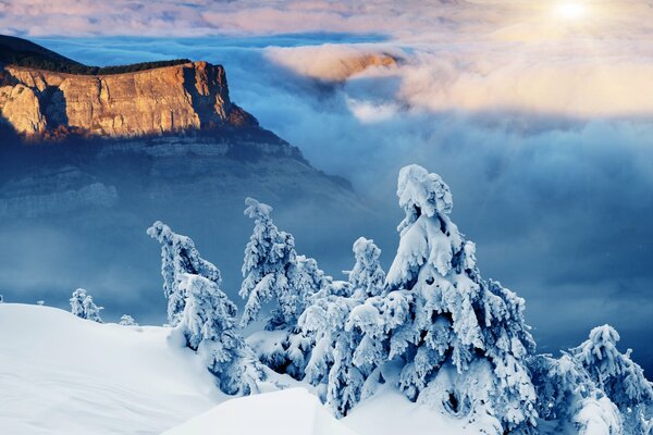 Winter slope of the mountain spruce in the snow