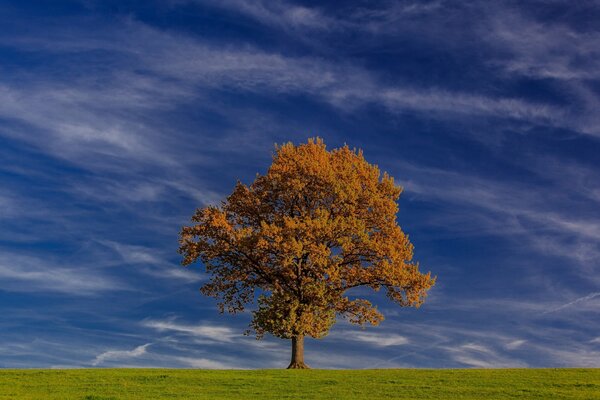 Ein roter einsamer Baum auf einem blauen Himmelshintergrund